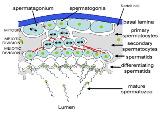 Sertoli cells